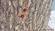 alberi telti