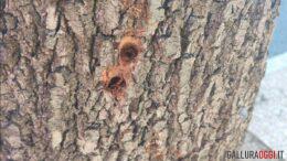 alberi telti