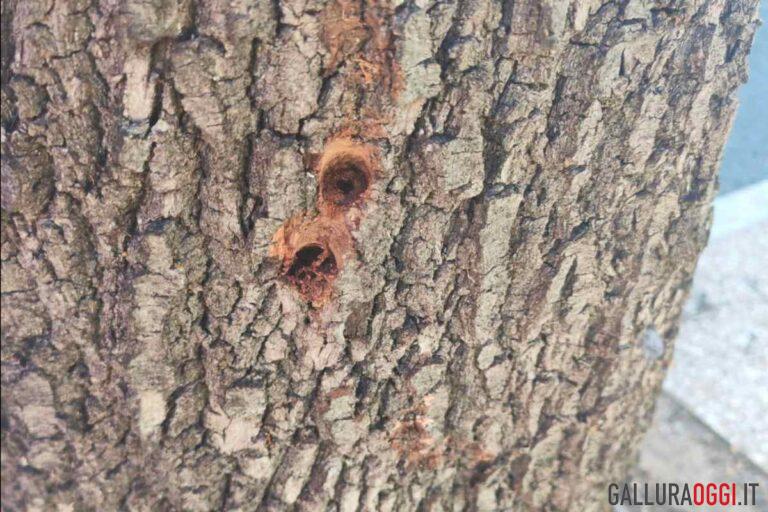 alberi telti