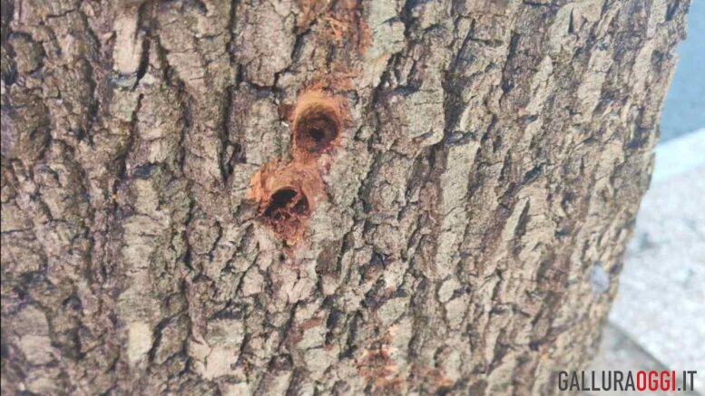 alberi telti