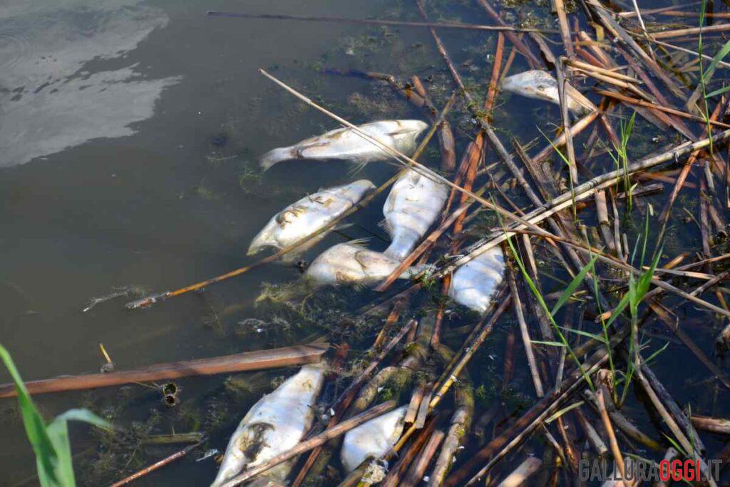 pesci morti