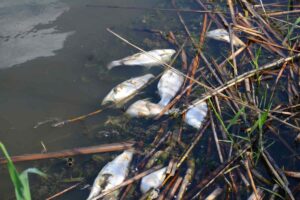 pesci morti