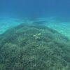 Caretta caretta su Posidonia amp tavolara tartaruga
