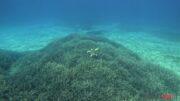Caretta caretta su Posidonia amp tavolara tartaruga