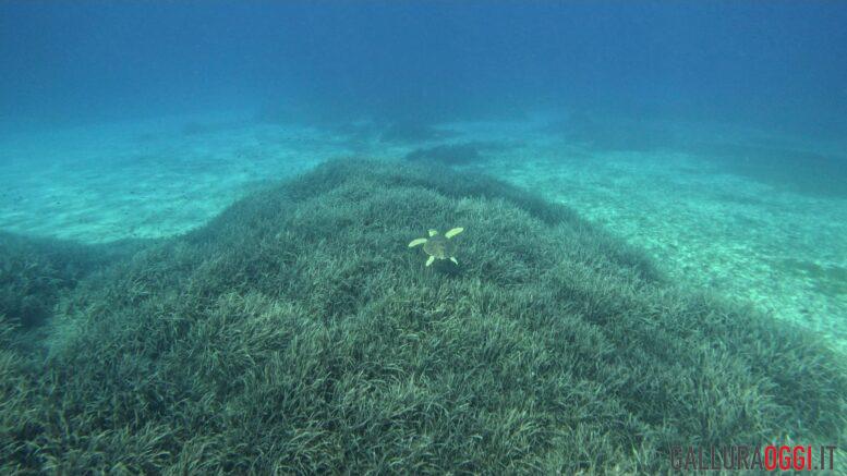 Caretta caretta su Posidonia amp tavolara tartaruga