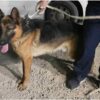cane olbia