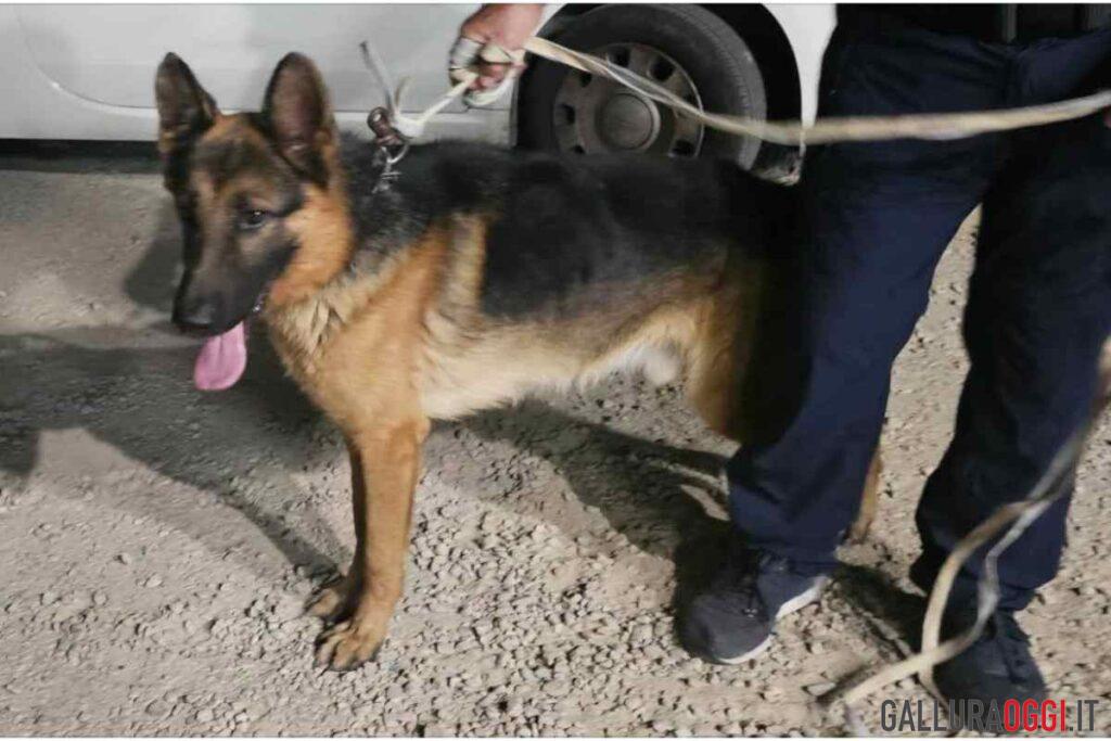 cane olbia