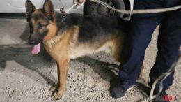cane olbia