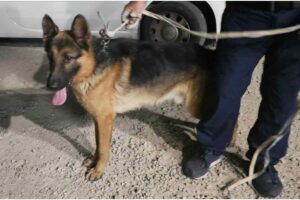 cane olbia