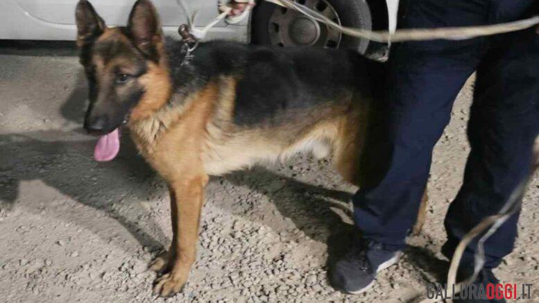 cane olbia