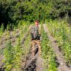 carabinieri marijuana piantagione alà dei sardi