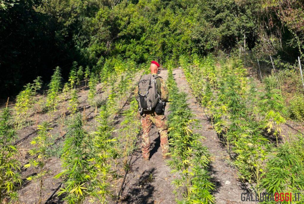 carabinieri marijuana piantagione alà dei sardi