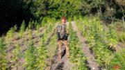 carabinieri marijuana piantagione alà dei sardi