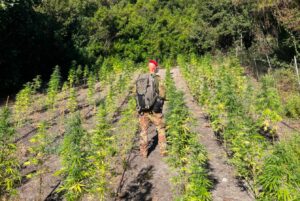 carabinieri marijuana piantagione alà dei sardi