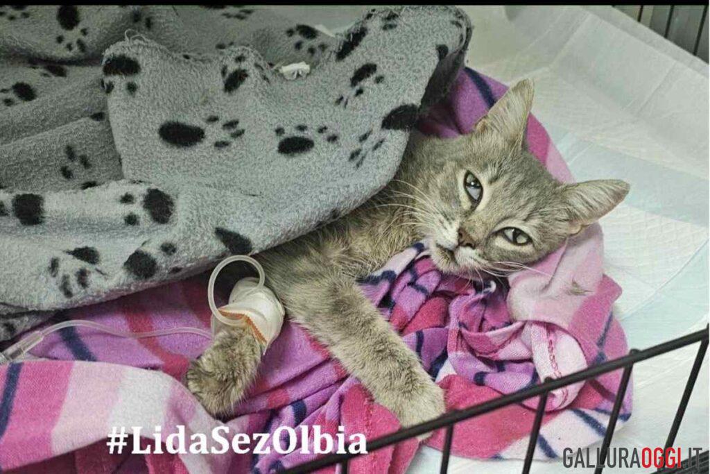 gatto olbia