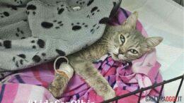 gatto olbia
