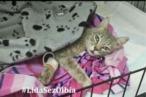 gatto olbia