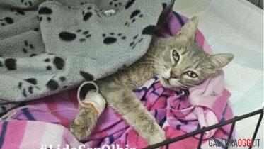 gatto olbia