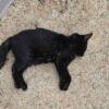 Gatti morti a tempio