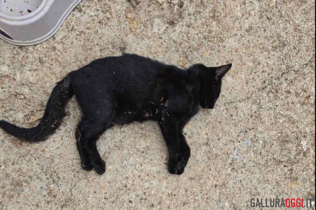 Gatti morti a tempio