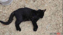 Gatti morti a tempio