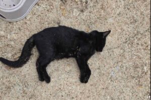Gatti morti a tempio