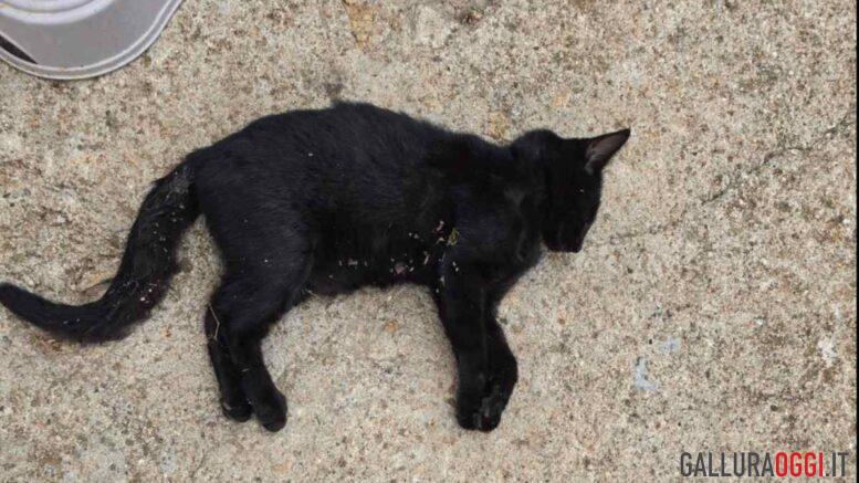 Gatti morti a tempio