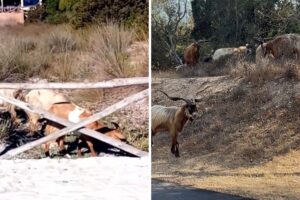 capre a caprera in strada e in spiaggia