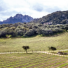 vigne gallura vermentino vino (cantine surrau arzachena)