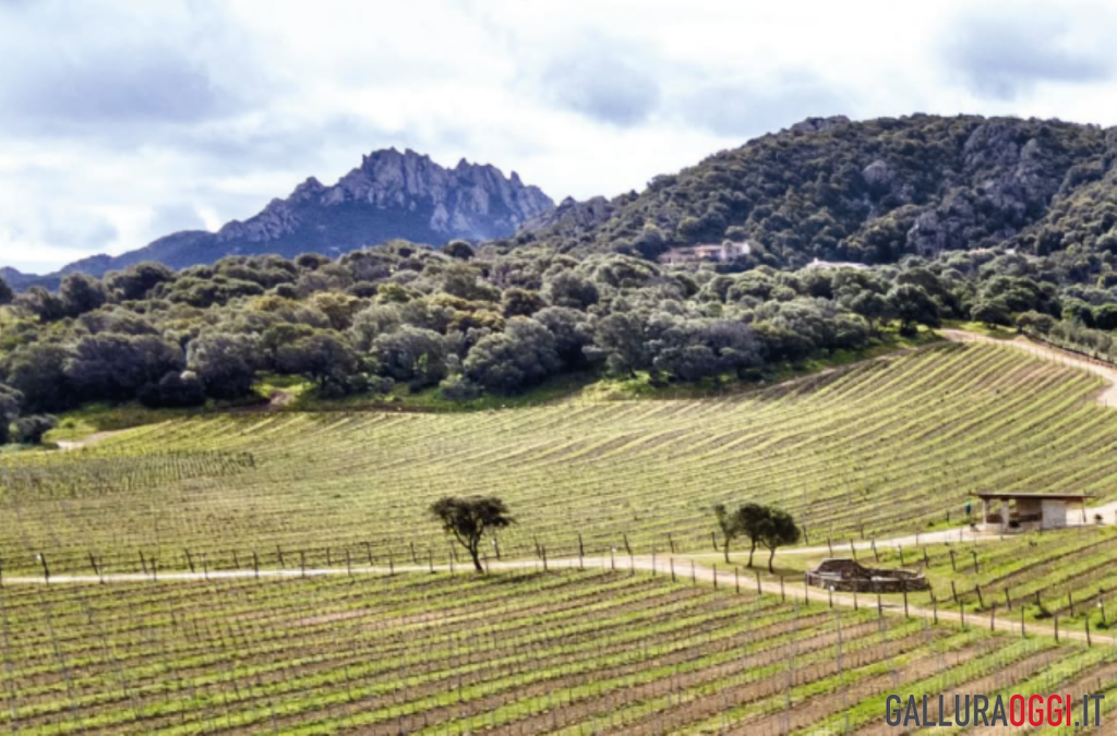 vigne gallura vermentino vino (cantine surrau arzachena)