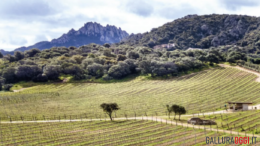 vigne gallura vermentino vino (cantine surrau arzachena)