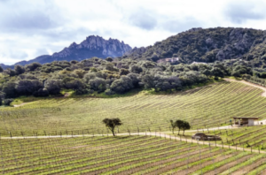vigne gallura vermentino vino (cantine surrau arzachena)