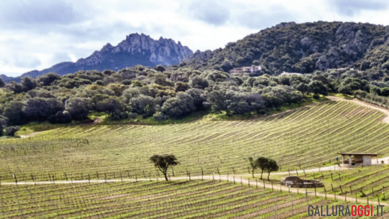 vigne gallura vermentino vino (cantine surrau arzachena)
