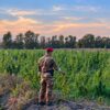 Maxi piantagione di marijuana scoperta a Loiri