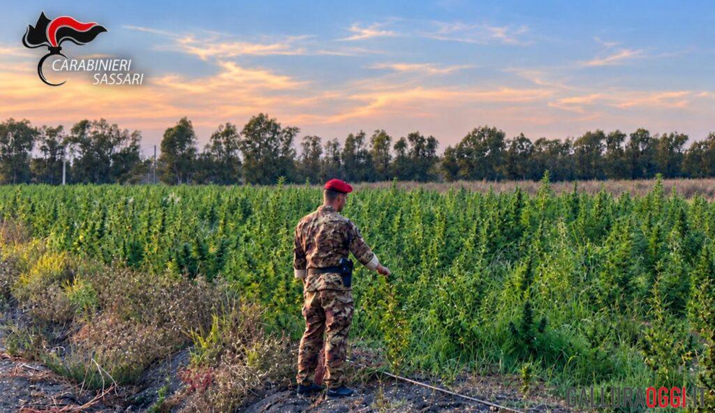 Maxi piantagione di marijuana scoperta a Loiri