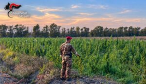Maxi piantagione di marijuana scoperta a Loiri
