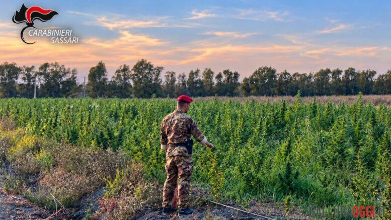 Maxi piantagione di marijuana scoperta a Loiri