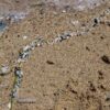 microplastiche spiaggia mare gallura