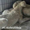 Cagnolini salvati olbia
