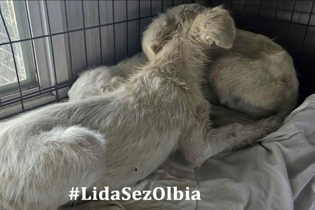 Cagnolini salvati olbia