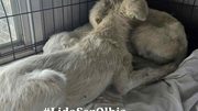 Cagnolini salvati olbia