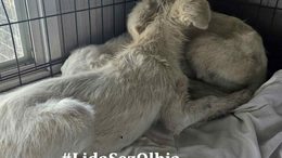 Cagnolini salvati olbia