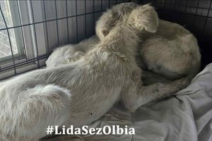 Cagnolini salvati olbia