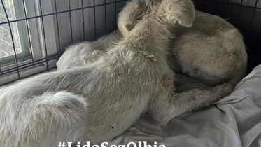 Cagnolini salvati olbia