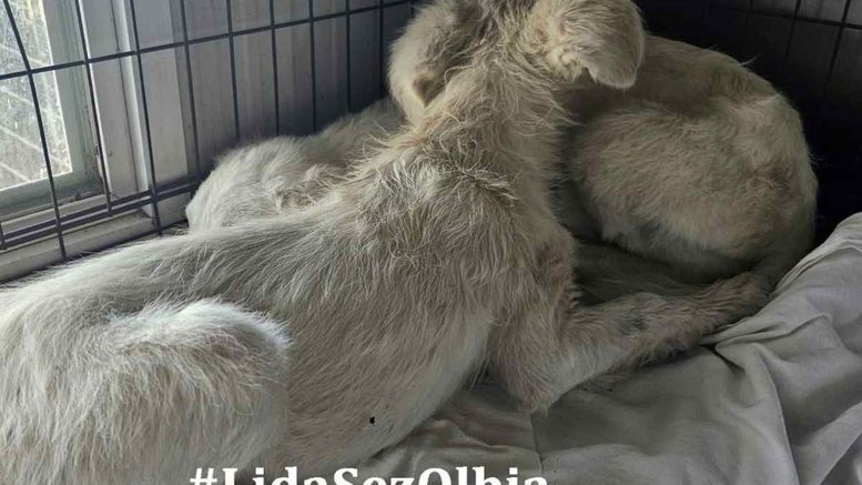 Cagnolini salvati olbia