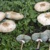 Funghi gallura