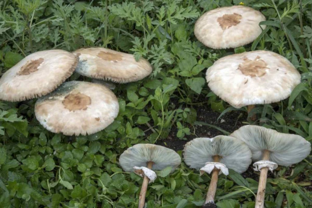 Funghi gallura