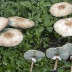Funghi gallura