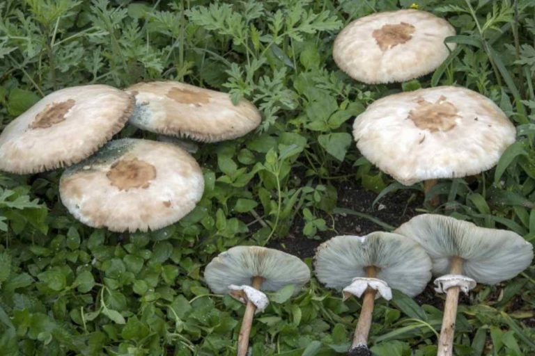 Funghi gallura