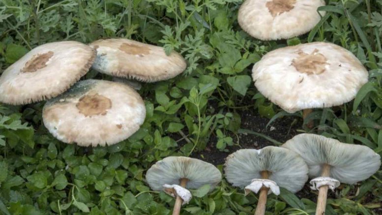 Funghi gallura
